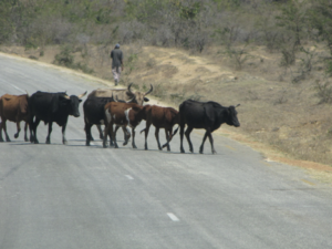 Herd of about seven cattle cross a paved road, headed toward dry scrub brush.