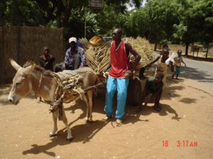 Cart full of harvested millet pulled by a donkey. Several people are walking with the cart; a man in a bright hat, a man in a red tank top, and several children.